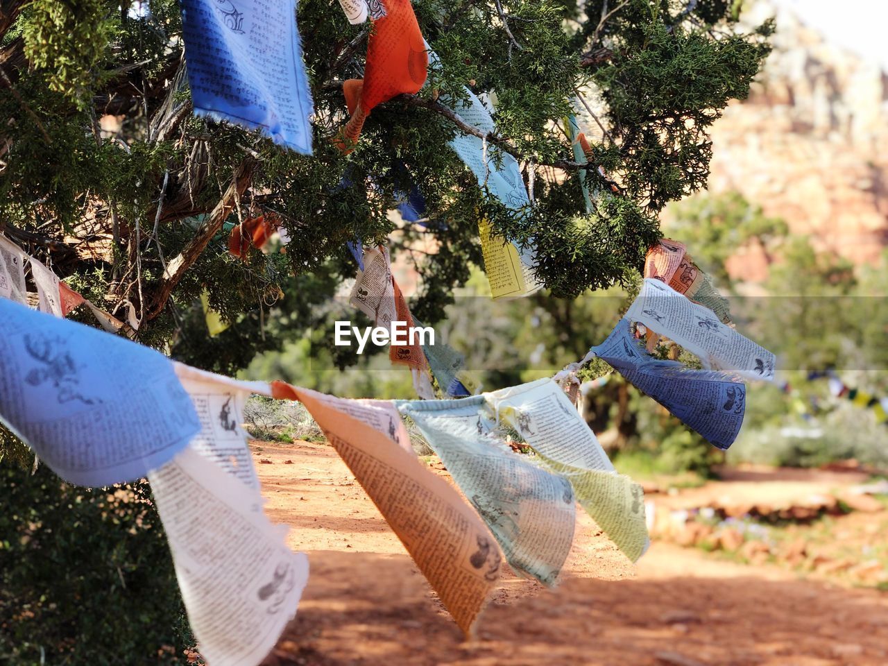 Prayer flags hanging on tree