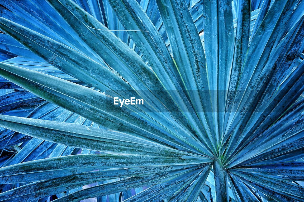 blue, no people, full frame, pattern, backgrounds, tree, leaf, close-up, flower, beauty in nature, growth, plant, nature, green, day, palm tree, plant part, outdoors