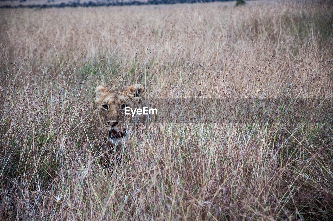 Lion in field