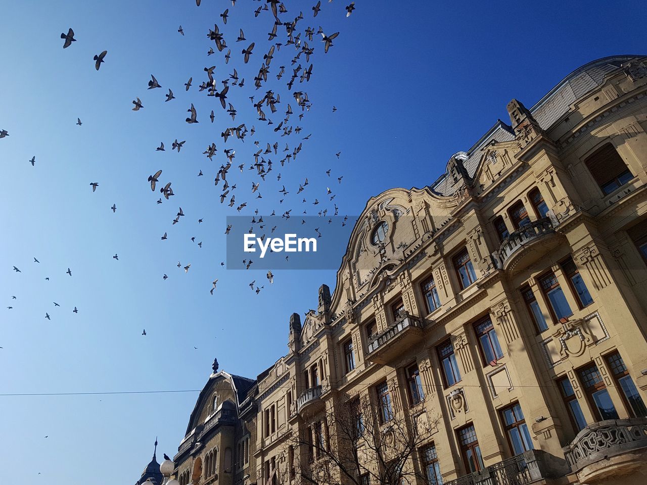 LOW ANGLE VIEW OF BIRDS FLYING AGAINST BUILDING