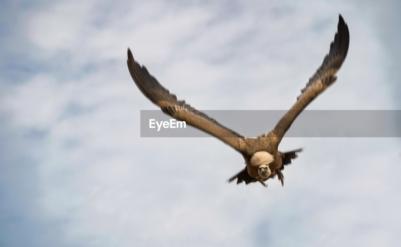 animal themes, animal, flying, wildlife, animal wildlife, bird, bird of prey, one animal, spread wings, animal body part, cloud, sky, eagle, wing, nature, mid-air, no people, motion, low angle view, day, animal wing, bald eagle, outdoors, vulture, falcon, full length, animals hunting, beak