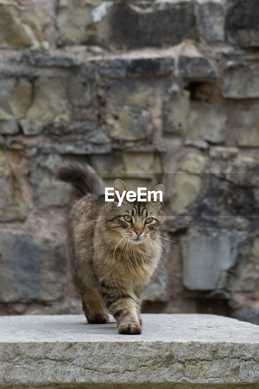 PORTRAIT OF CAT SITTING ON STONE WALL