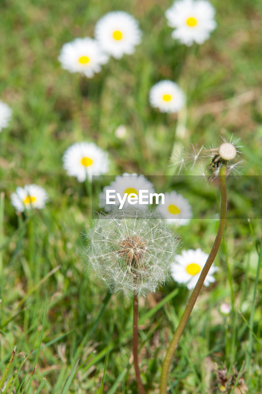 Close-up of dandelion on field