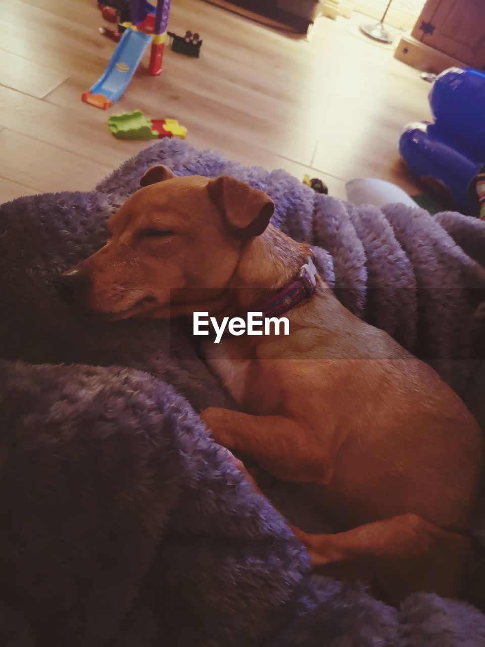 DOG LYING ON BED