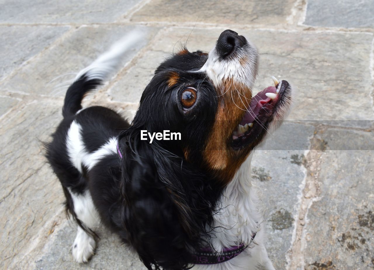 HIGH ANGLE VIEW OF DOG ON FOOTPATH