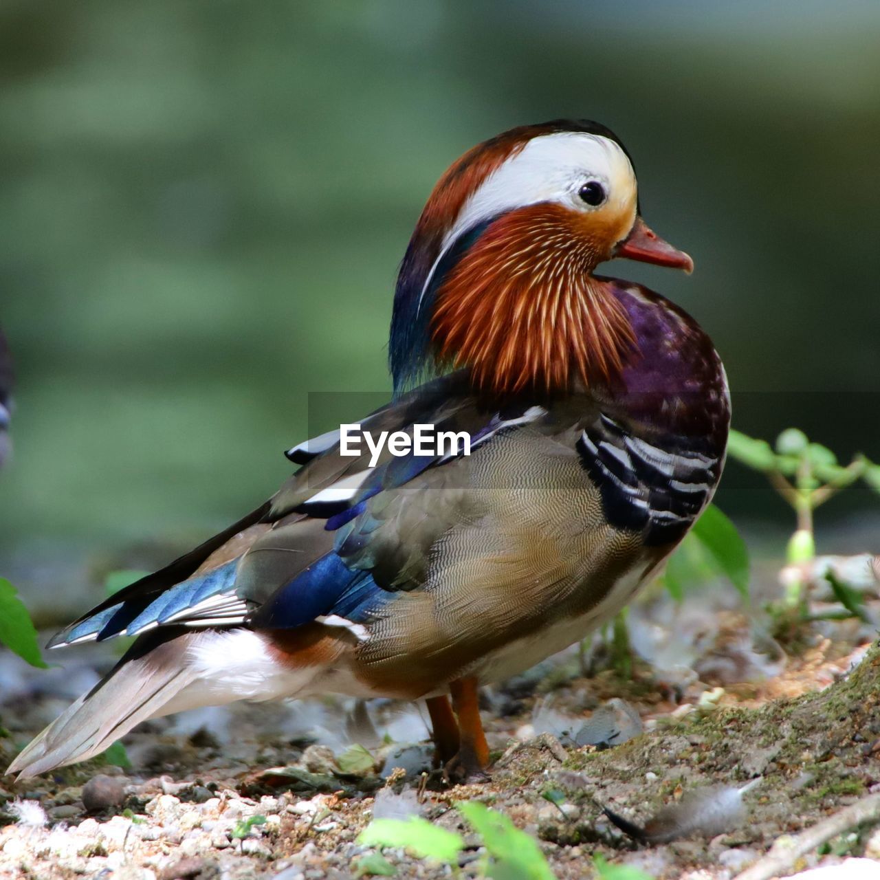 Close-up of a bird