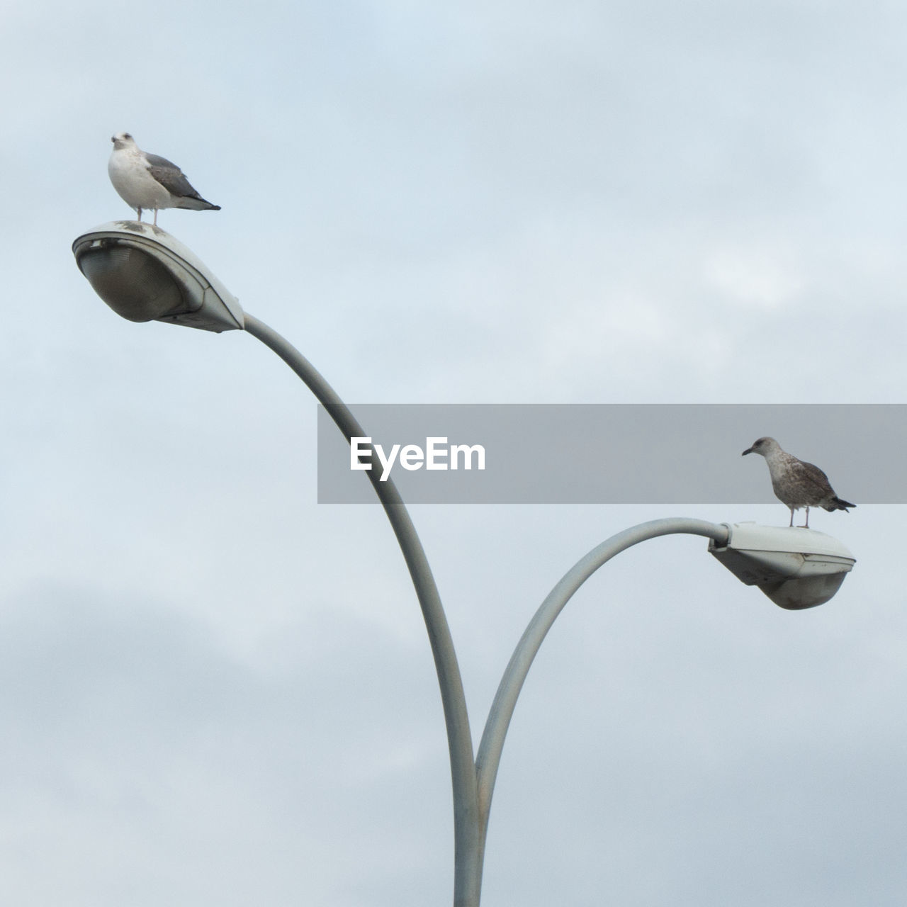 Low angle view of seagulls perching on street light