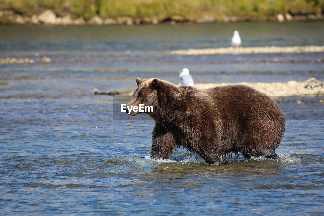 Alaskan brown bear walking through the riverbed, moraine creek, katmai national park
