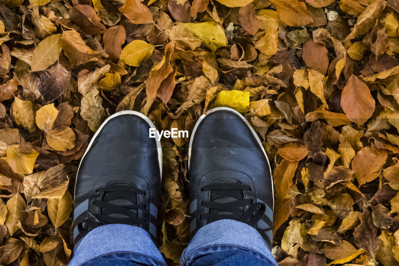 Low section of person standing on leaves