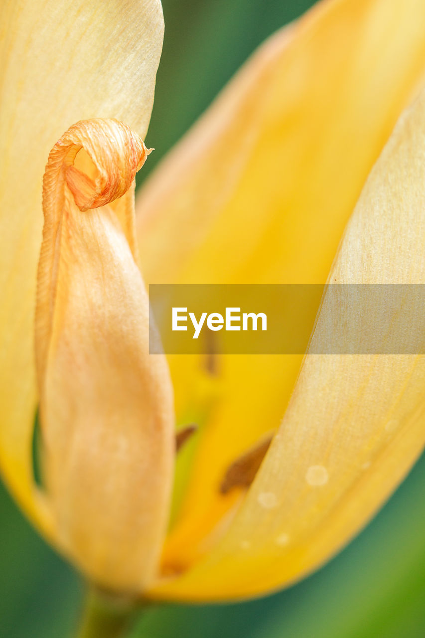 Close-up of yellow rose