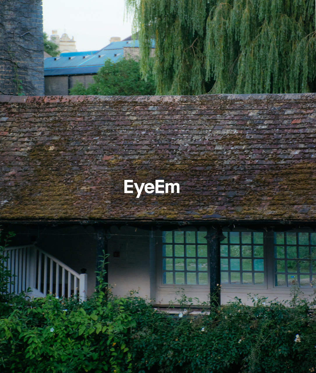 IVY GROWING ON ROOF