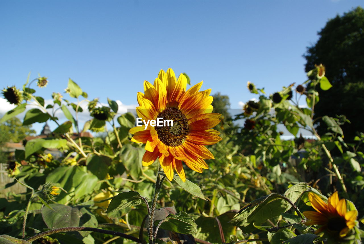 Close-up of yellow flowering plant against sky