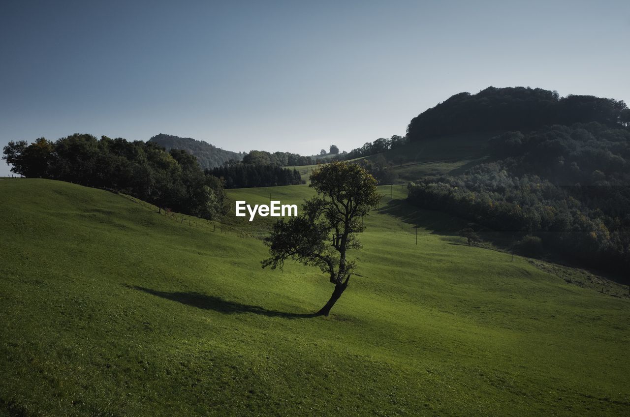 Scenic view of field against clear sky