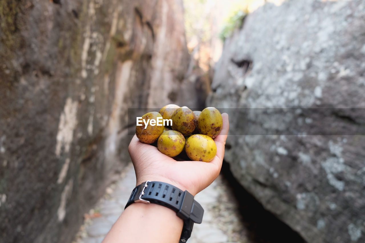 Midsection of person holding olive fruits