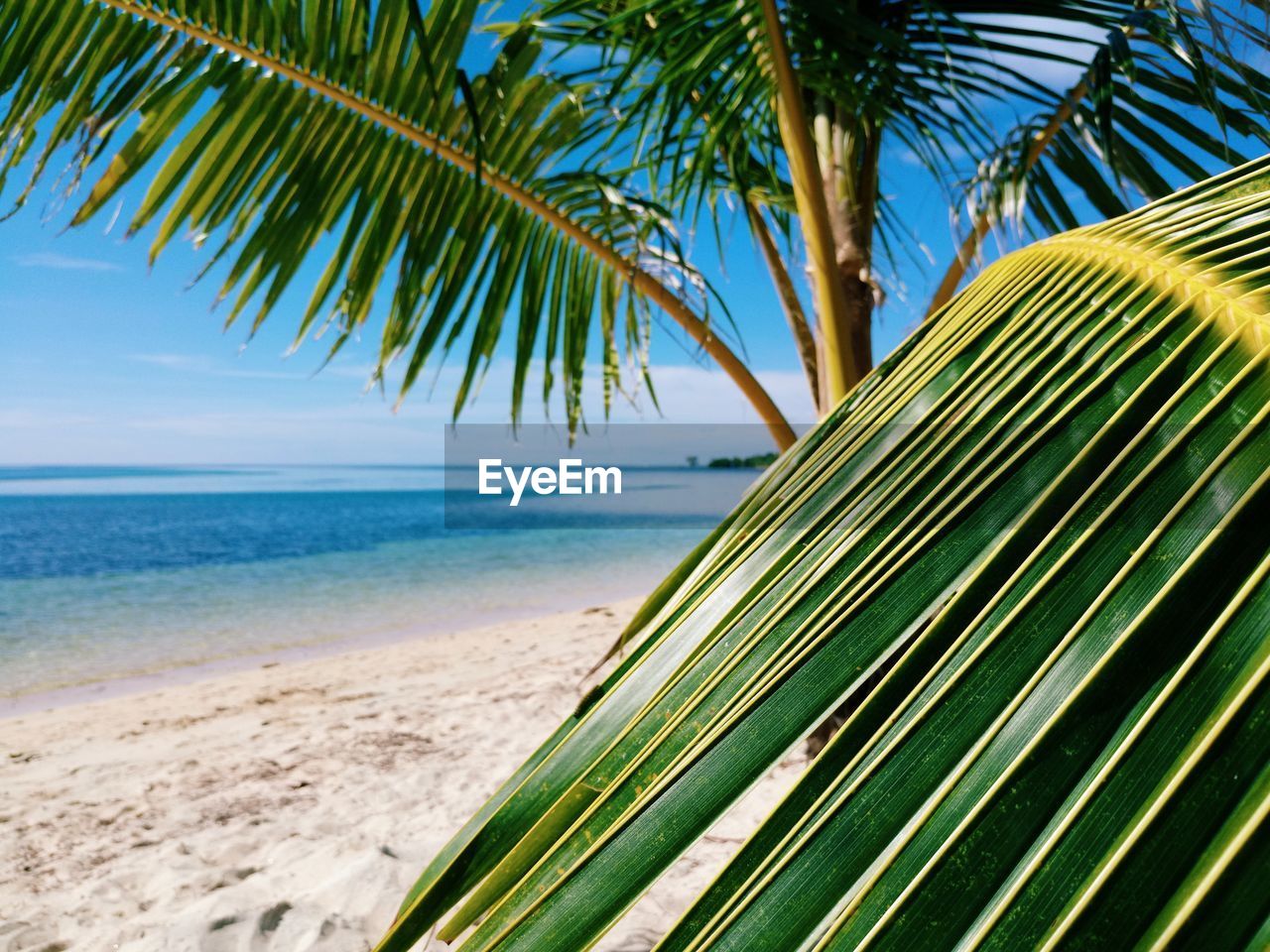 CLOSE-UP OF PALM TREE BY SEA