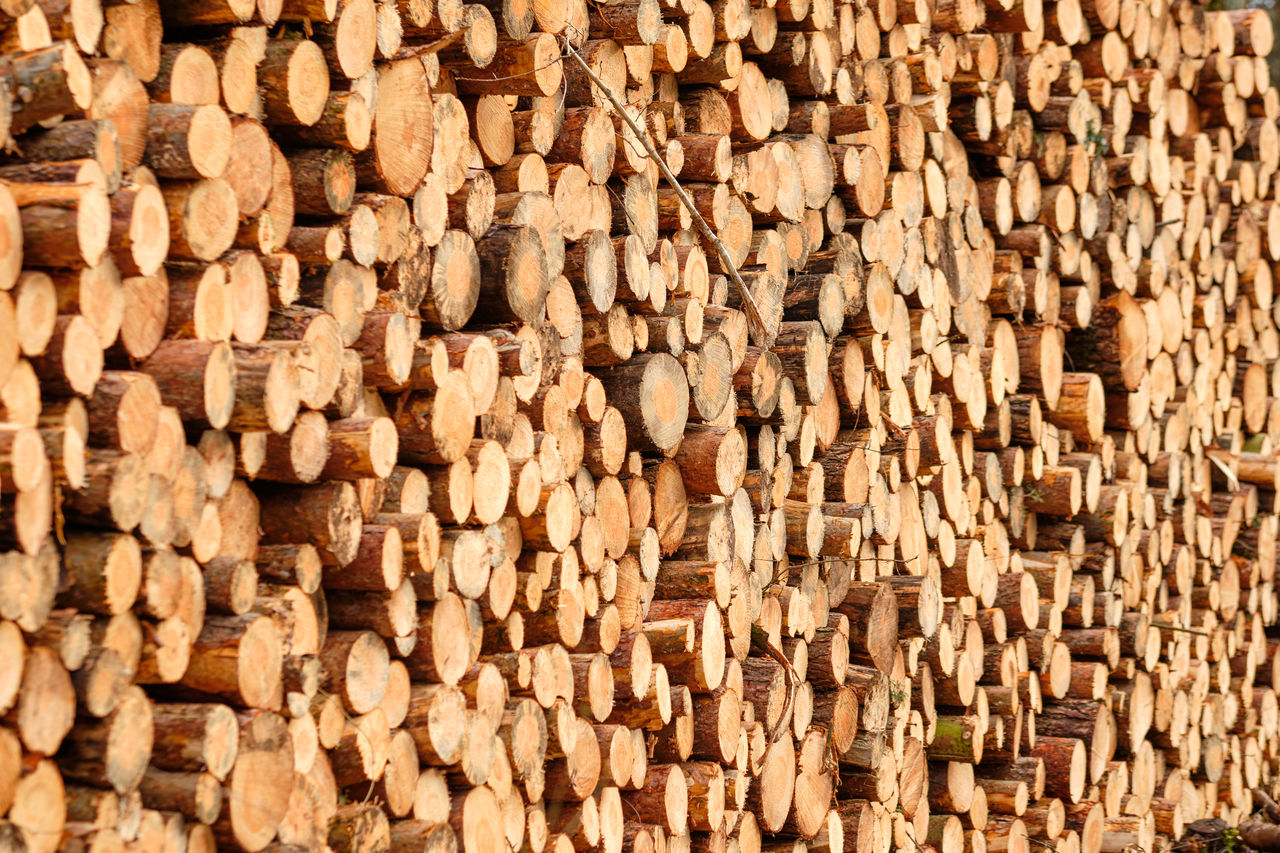 FULL FRAME SHOT OF LOGS IN THE FOREST