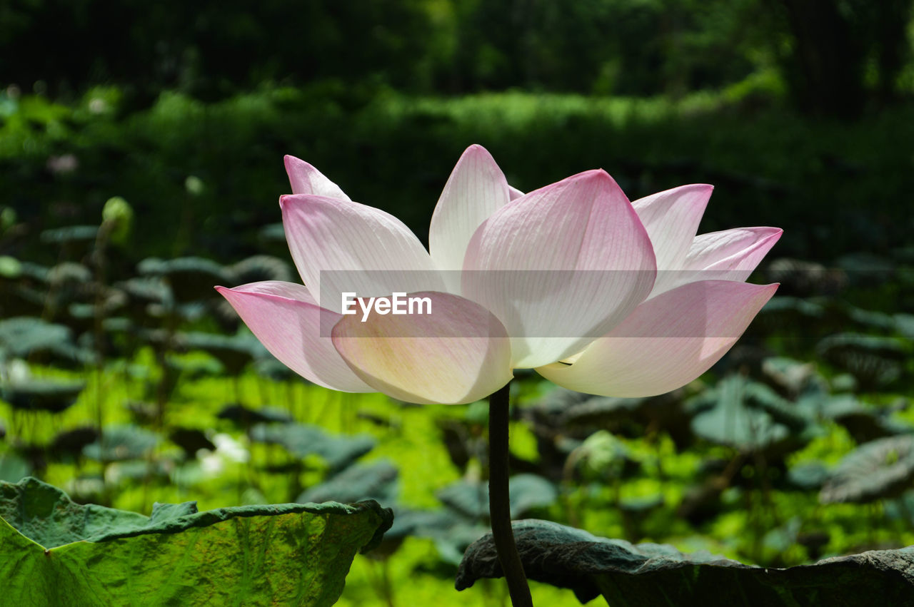 Close-up of pink lotus water lily