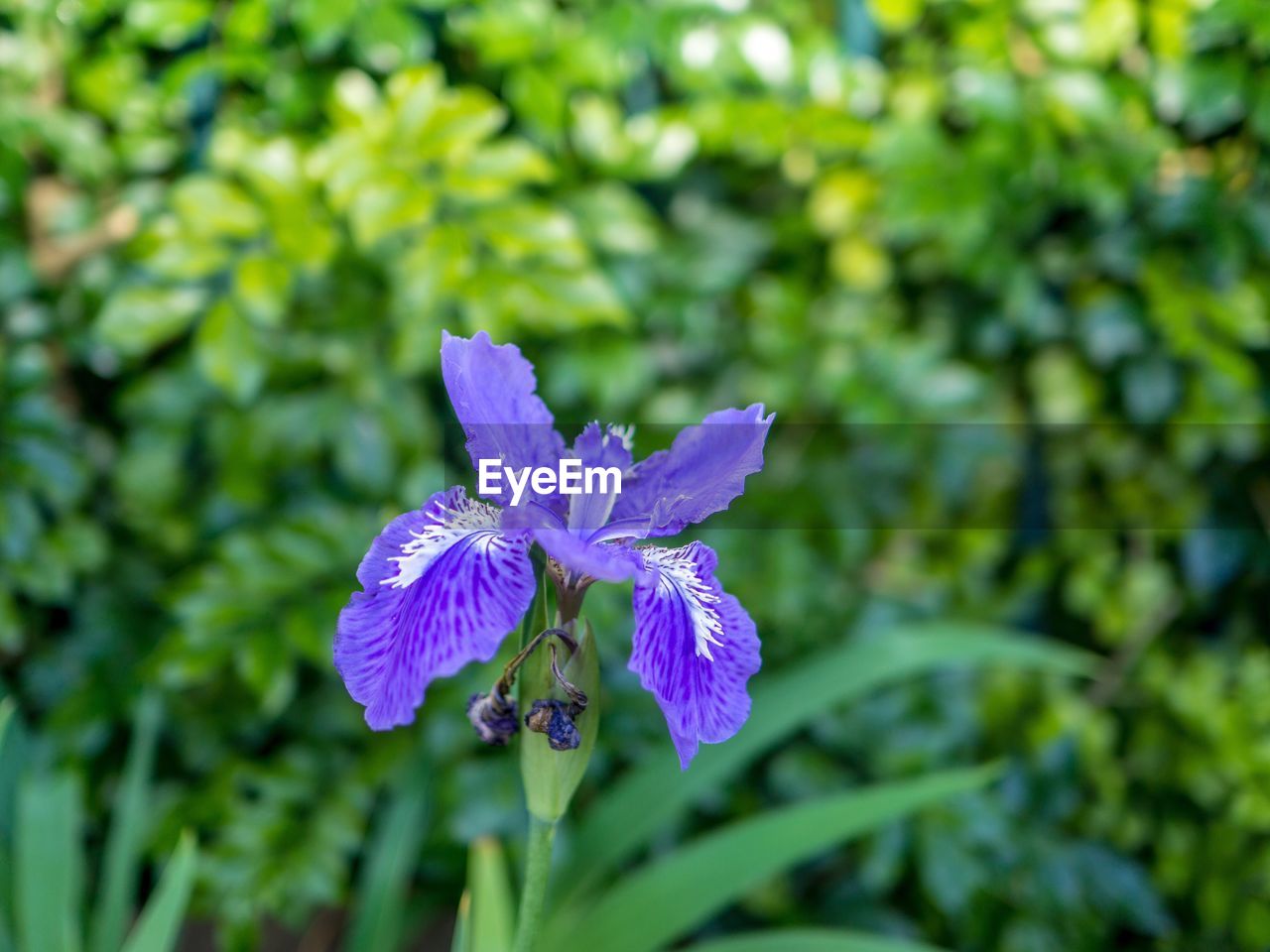 CLOSE-UP OF PURPLE FLOWERING PLANT AGAINST BLURRED BACKGROUND