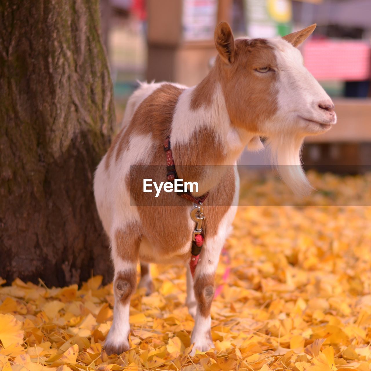 Goat standing by tree during autumn