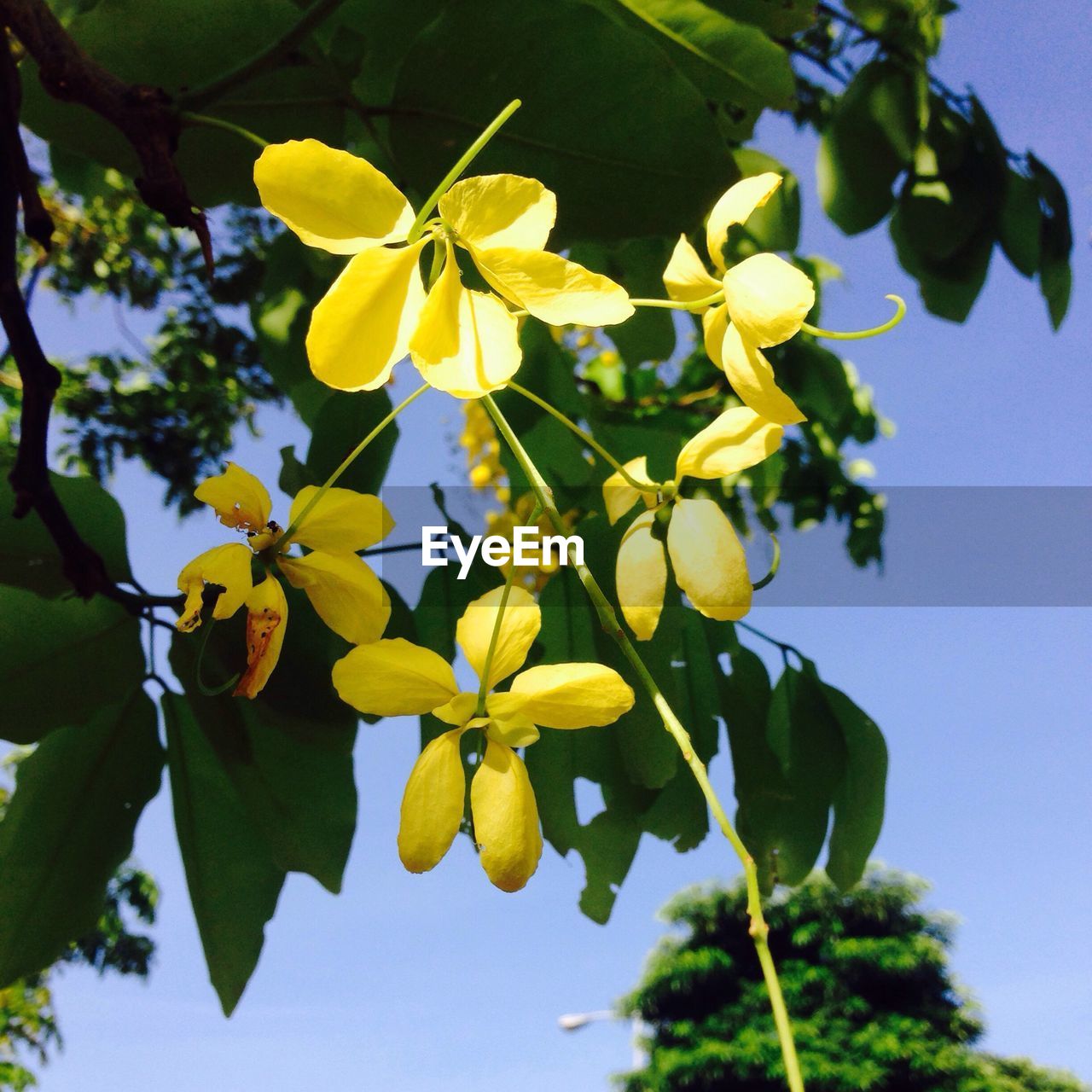 LOW ANGLE VIEW OF YELLOW FLOWERS