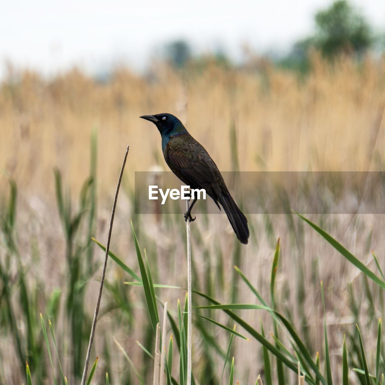 Common grackle perching on a field.