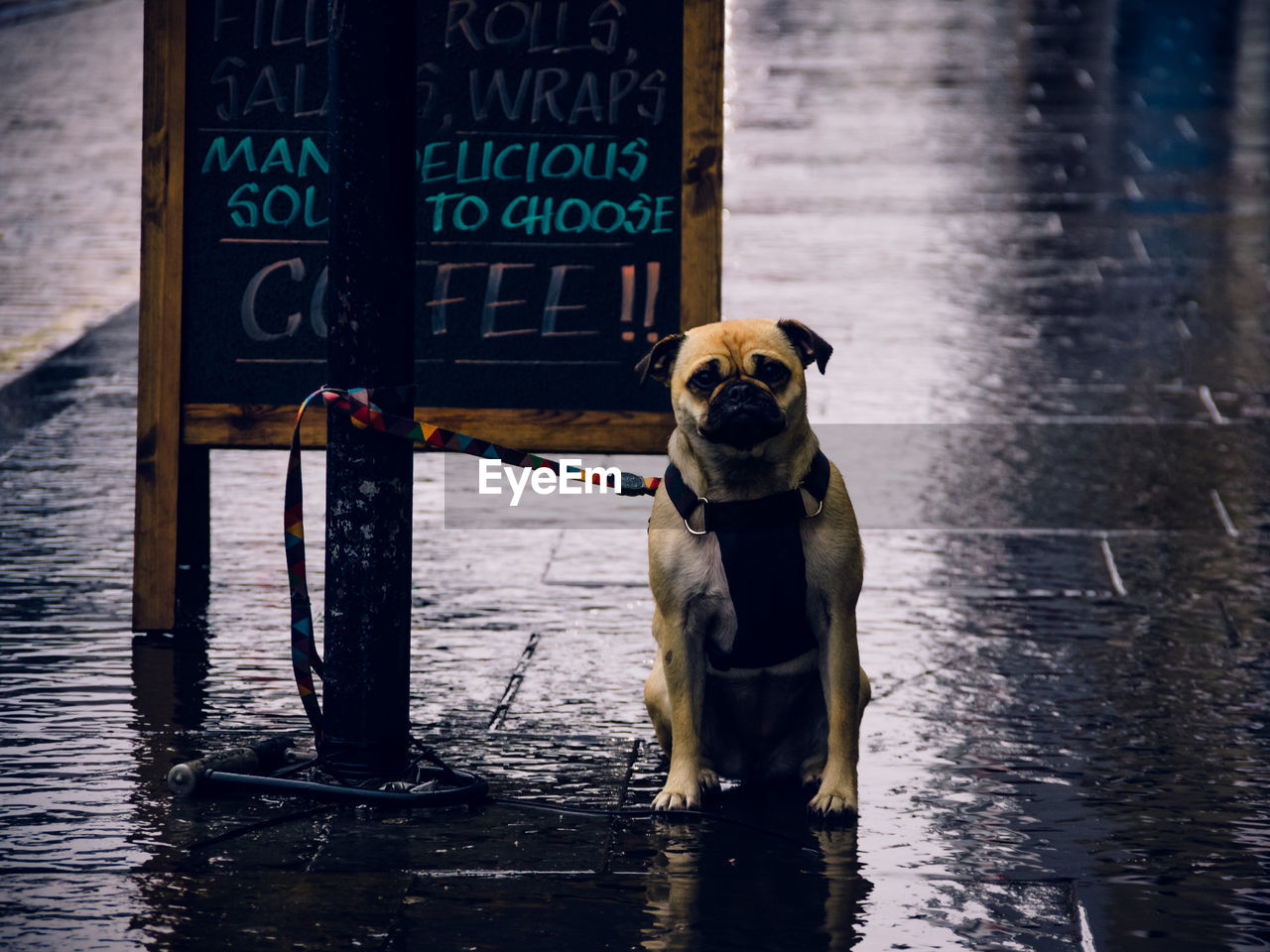 Dog waiting on street