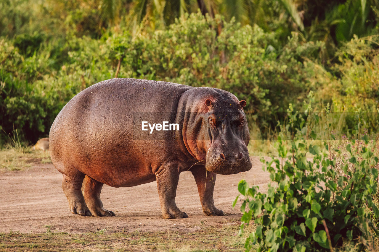 Hippopotamus on a field