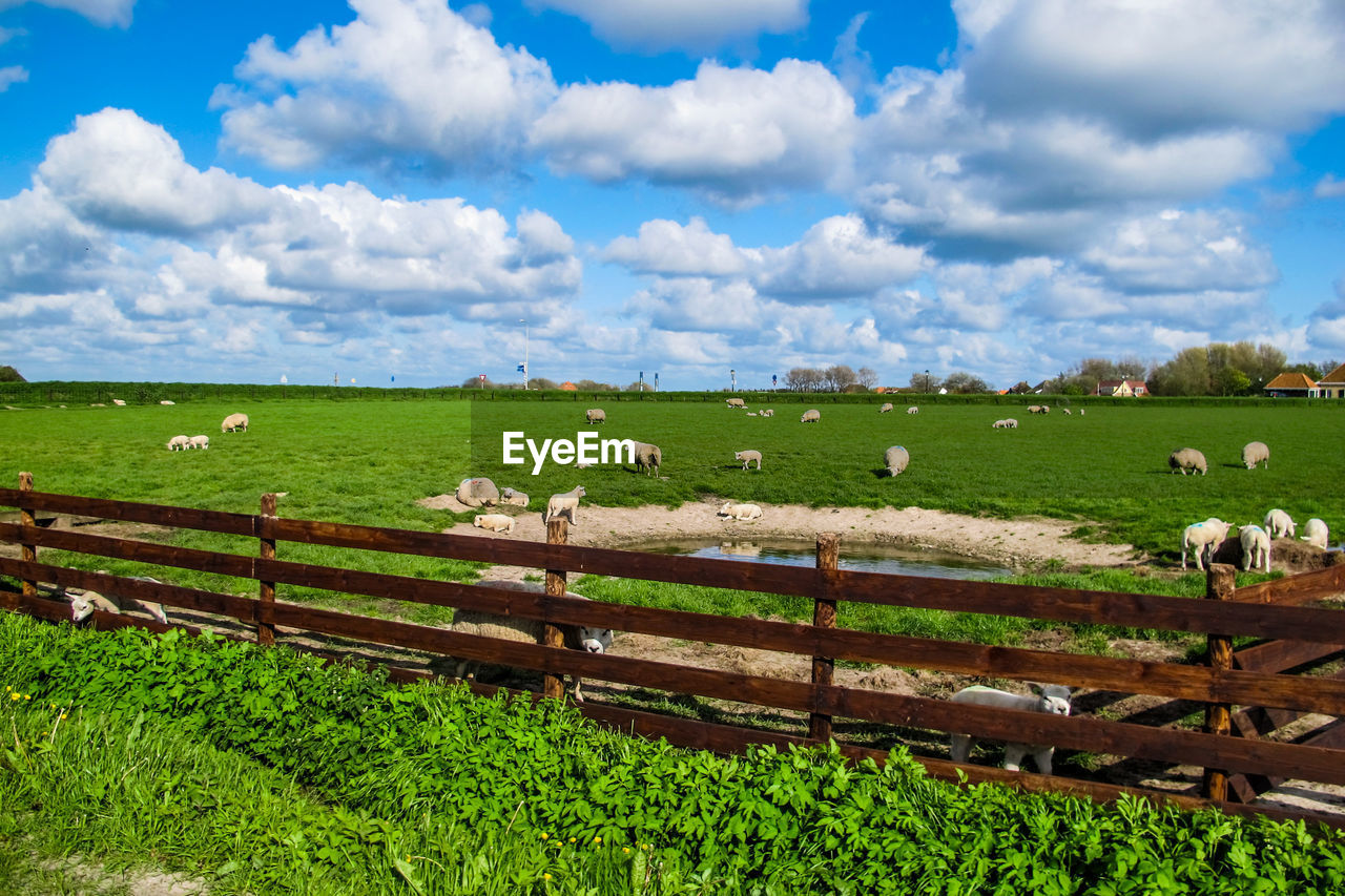 SCENIC VIEW OF SHEEP GRAZING IN FIELD