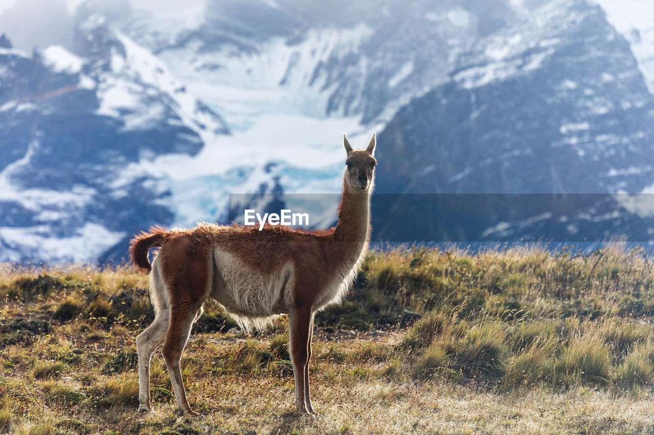 Guanaco standing on grassy field against snowcapped mountain