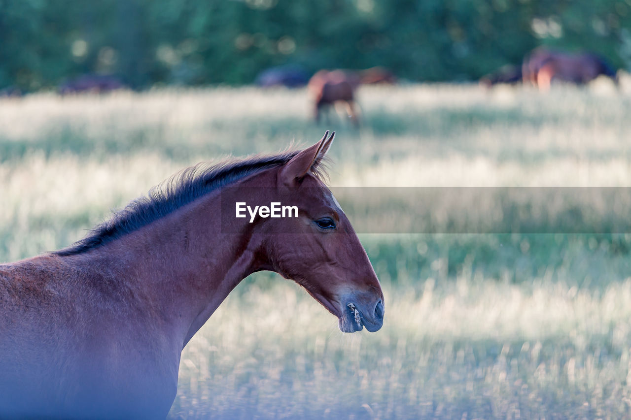 Side view of horse on field