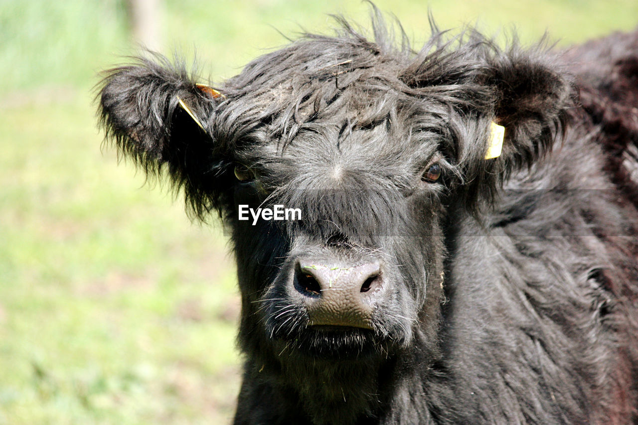 CLOSE-UP PORTRAIT OF A YOUNG ANIMAL