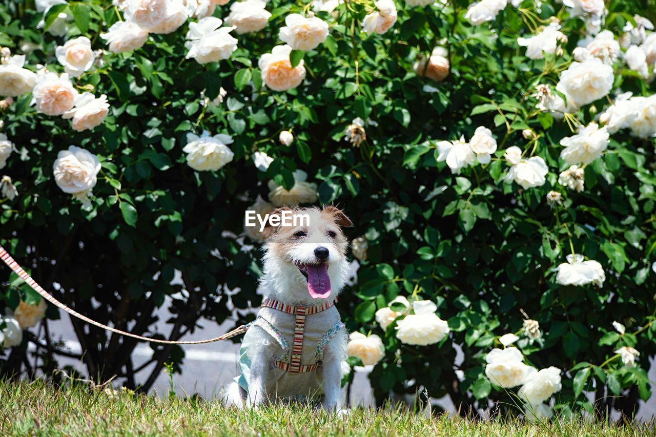 Portrait of dog pausing in park