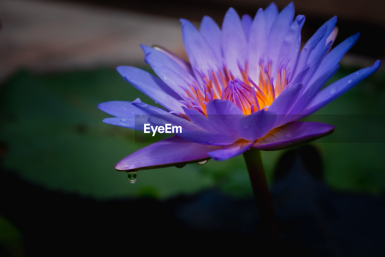 CLOSE-UP OF WATER LILY