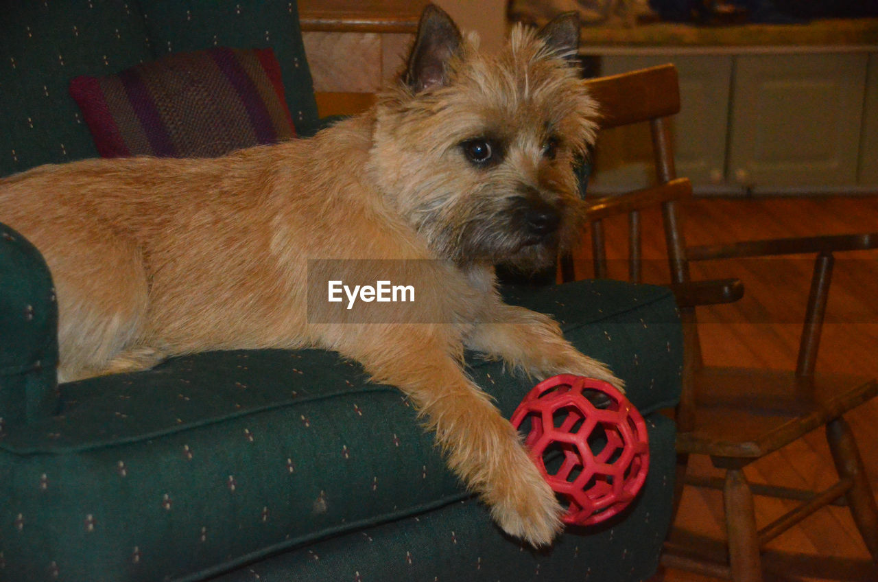 CLOSE-UP PORTRAIT OF DOG ON HOME