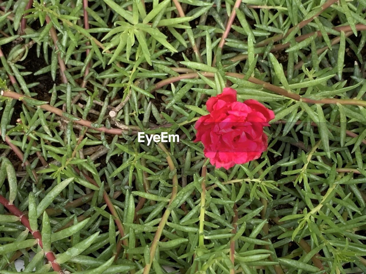 HIGH ANGLE VIEW OF RED FLOWERING PLANT ON FIELD