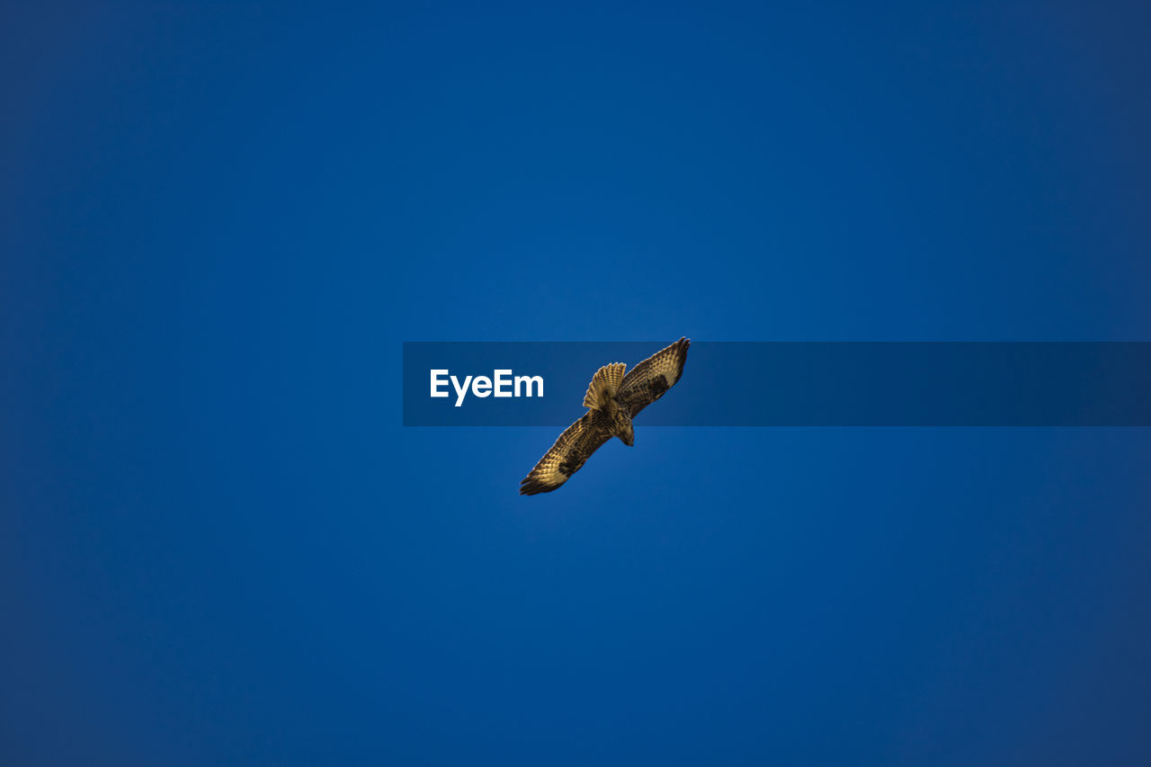 LOW ANGLE VIEW OF EAGLE FLYING IN BLUE SKY