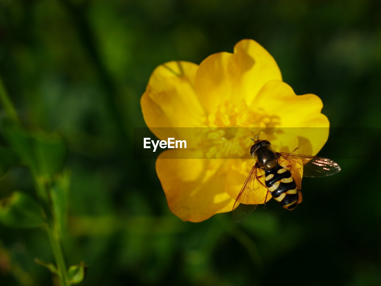 CLOSE-UP OF BEE POLLINATING FLOWER