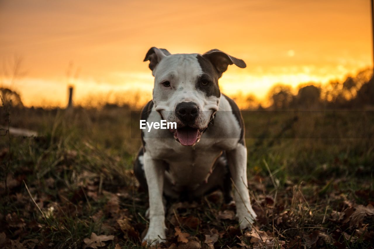 PORTRAIT OF DOG ON FIELD