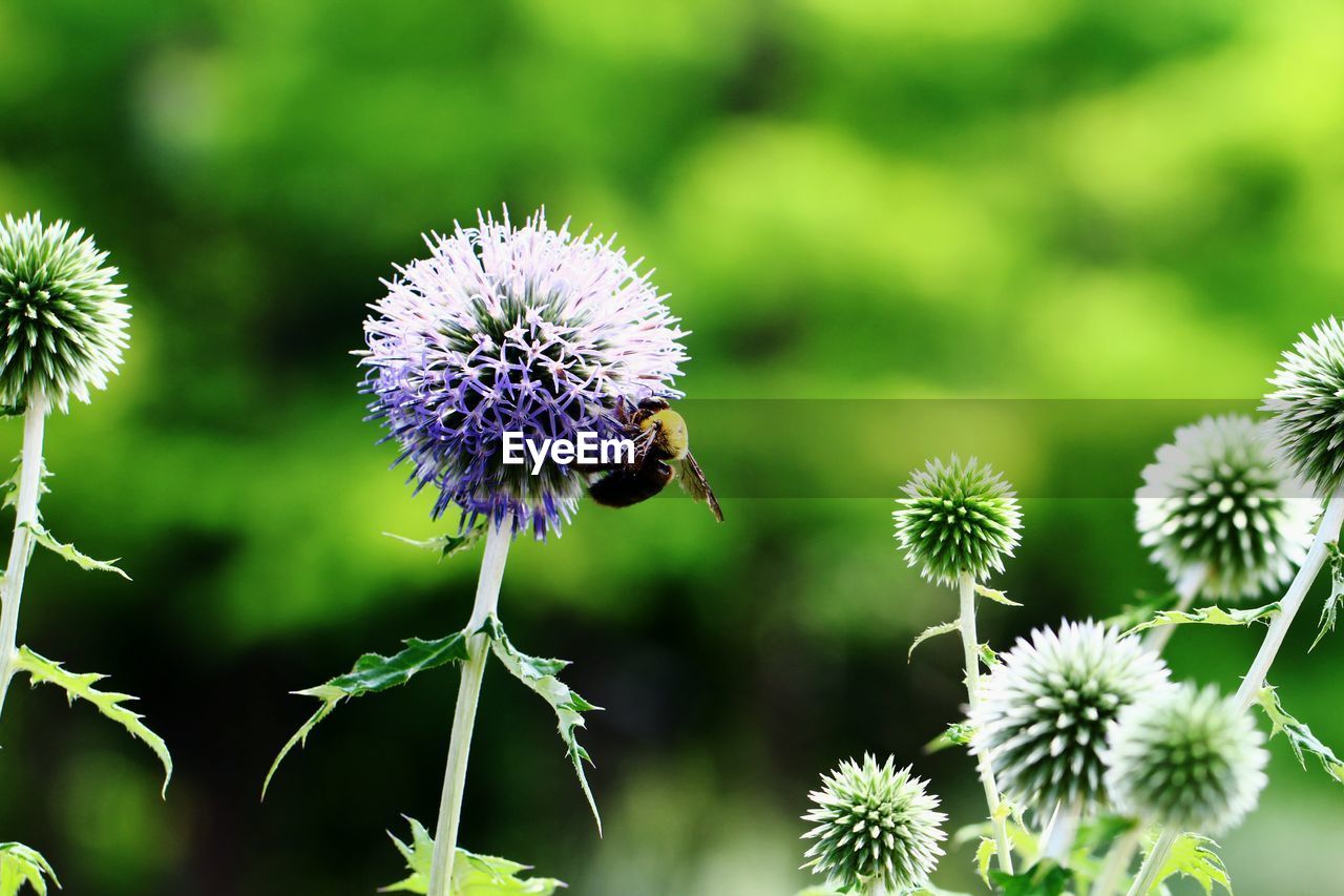 Close-up of bumblebee on flower