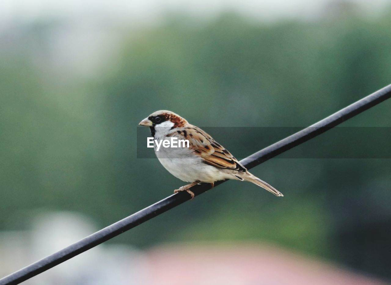 CLOSE-UP OF BIRD PERCHING ON A RAILING