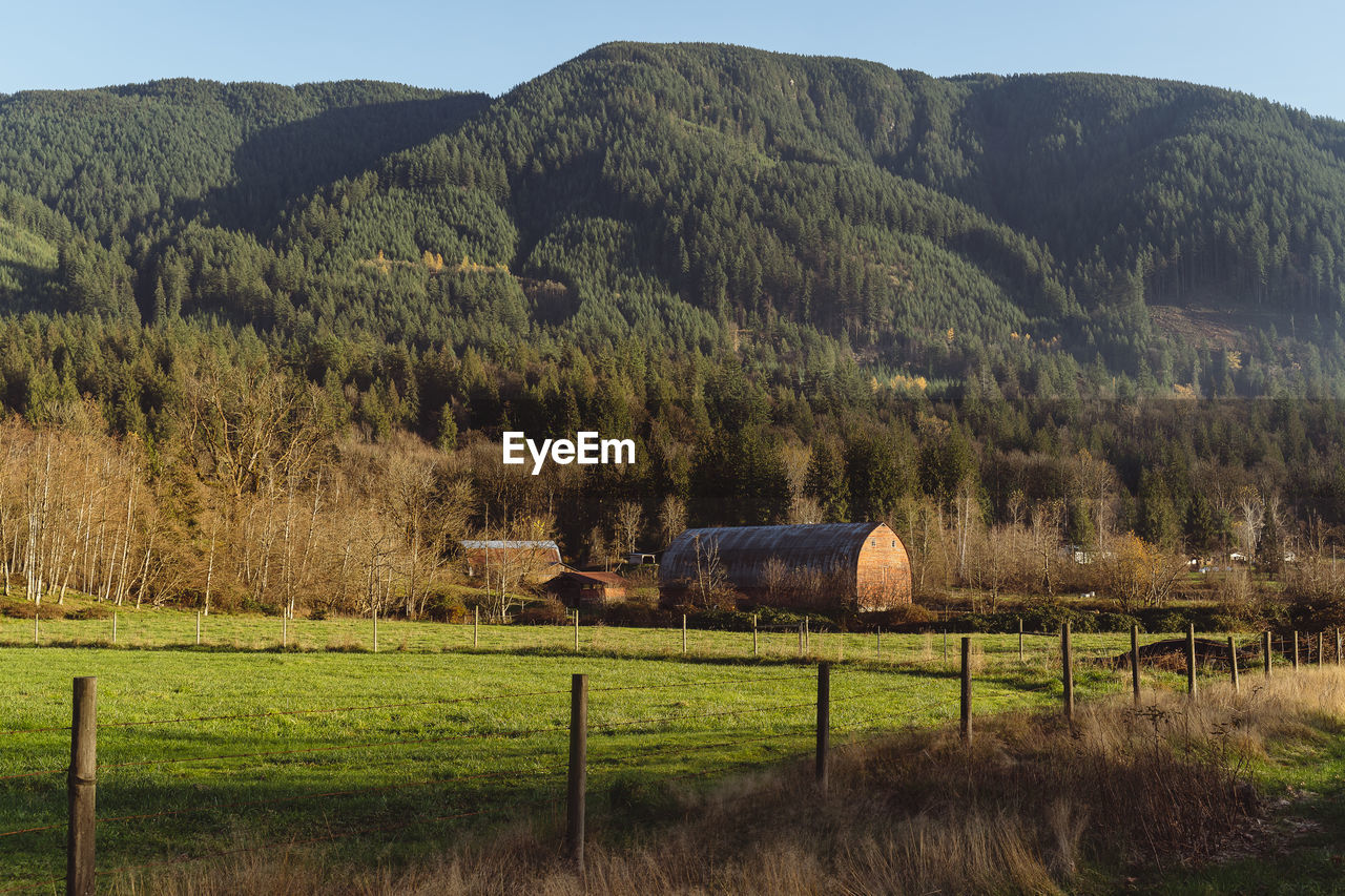 Scenic view of field against trees