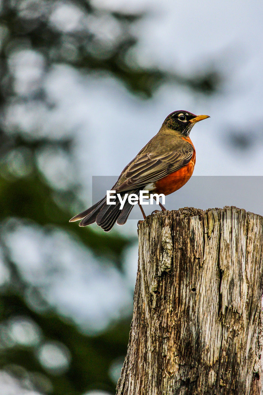 bird, animal themes, animal, animal wildlife, nature, wildlife, one animal, perching, tree, beak, focus on foreground, branch, wood, no people, close-up, plant, robin, beauty in nature, outdoors, full length, tree trunk, day, side view, trunk, songbird