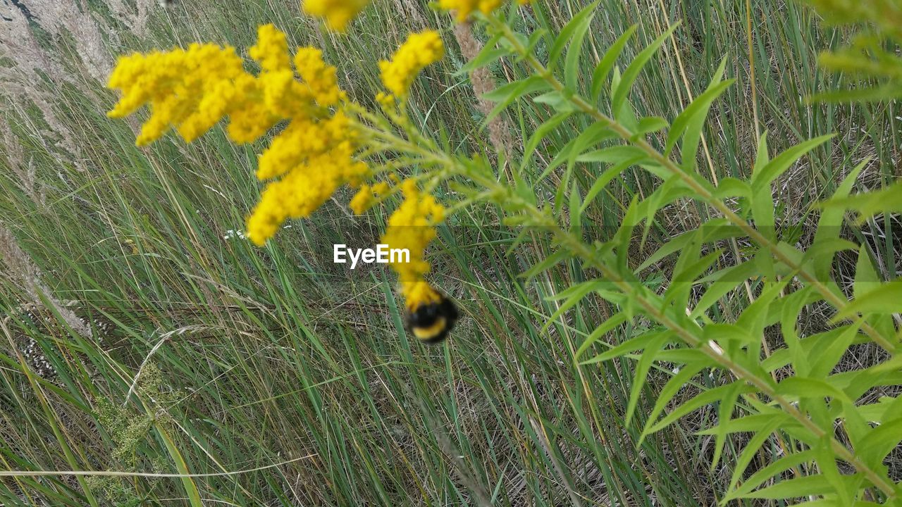 CLOSE-UP OF YELLOW FLOWERS ON LAND