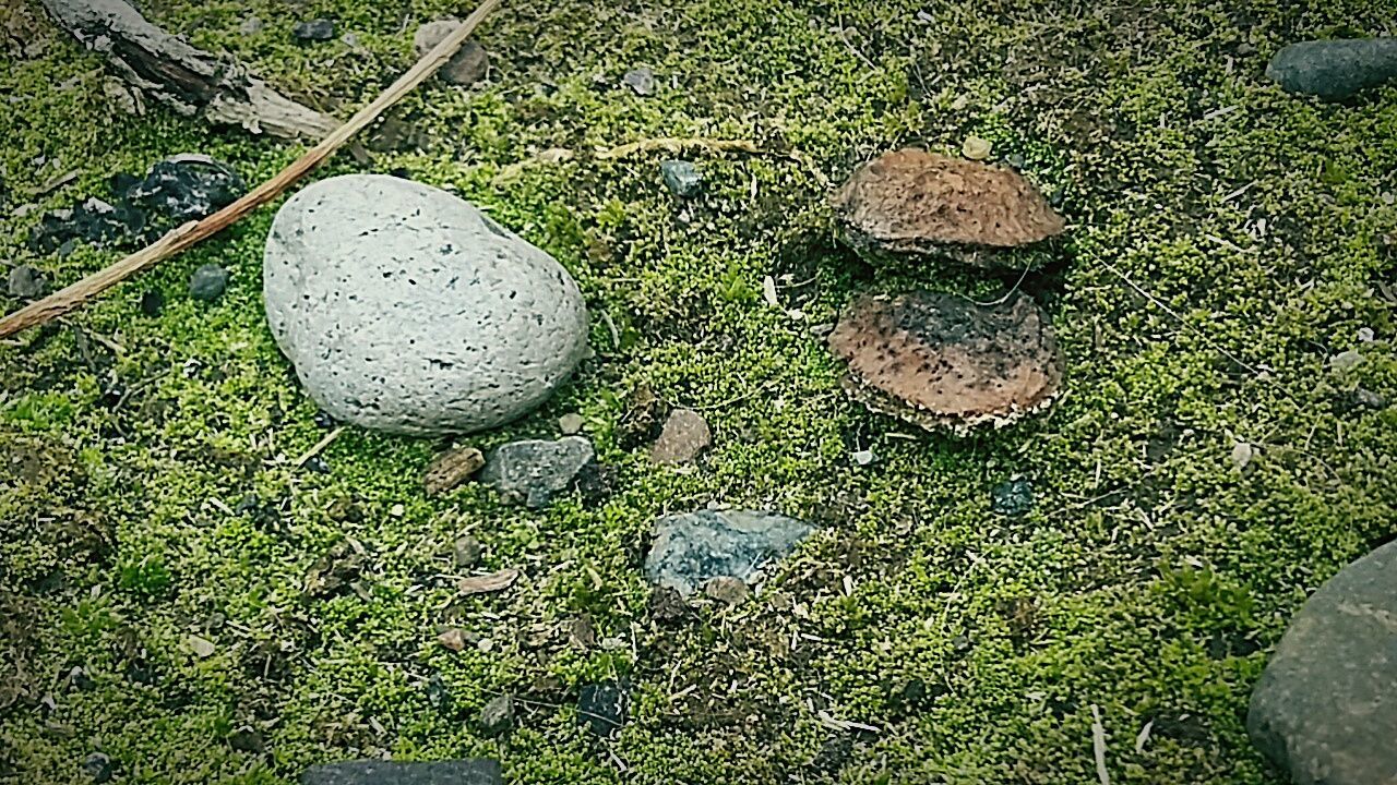 CLOSE-UP OF GRASSY FIELD