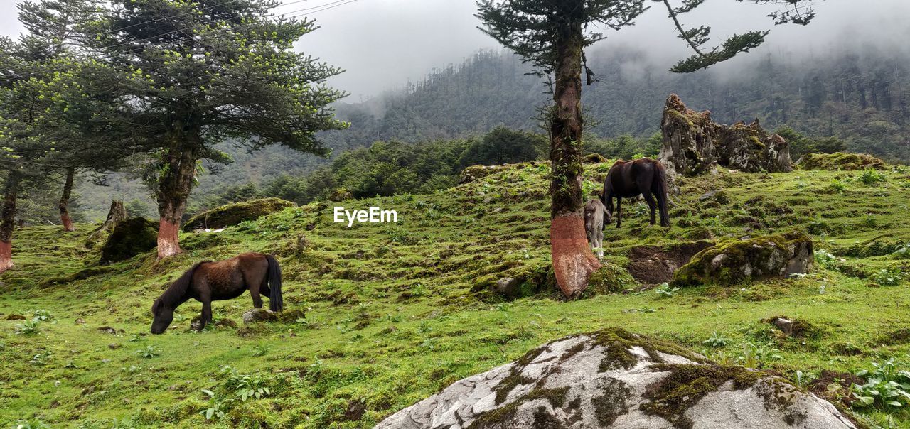 Horses grazing in a field