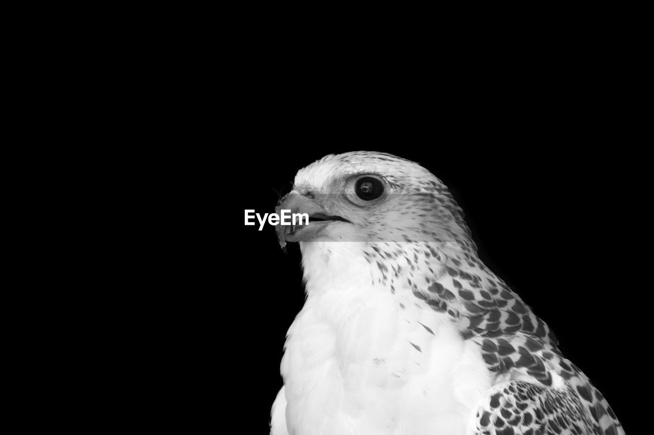 CLOSE-UP OF A BIRD