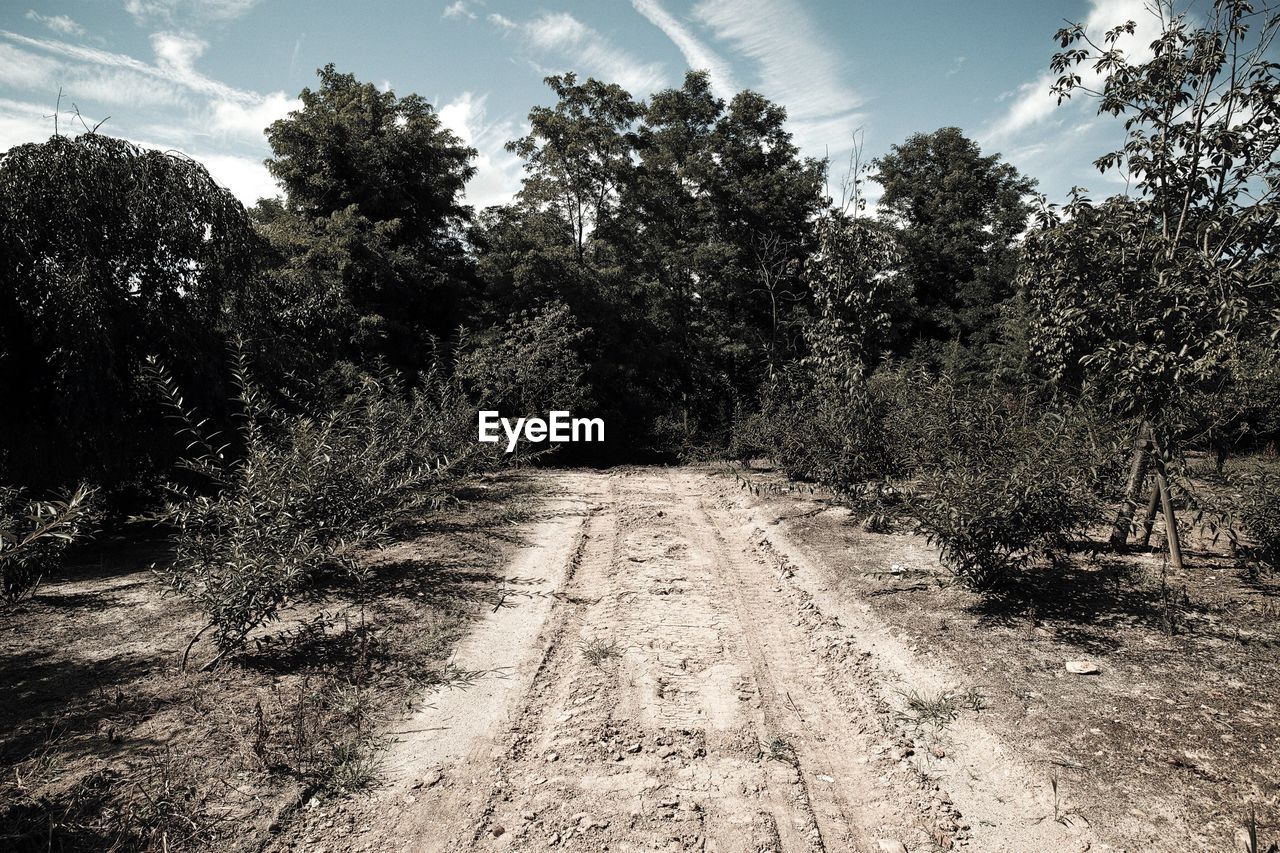 Road amidst trees in forest against sky