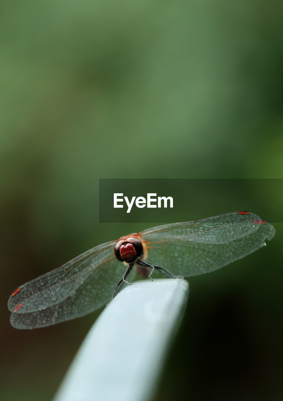 INSECT ON LEAF