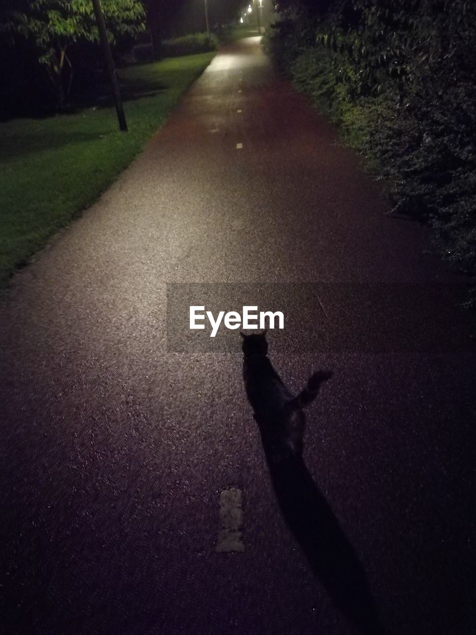 LOW SECTION OF SILHOUETTE CAT ON ROAD BY STREET