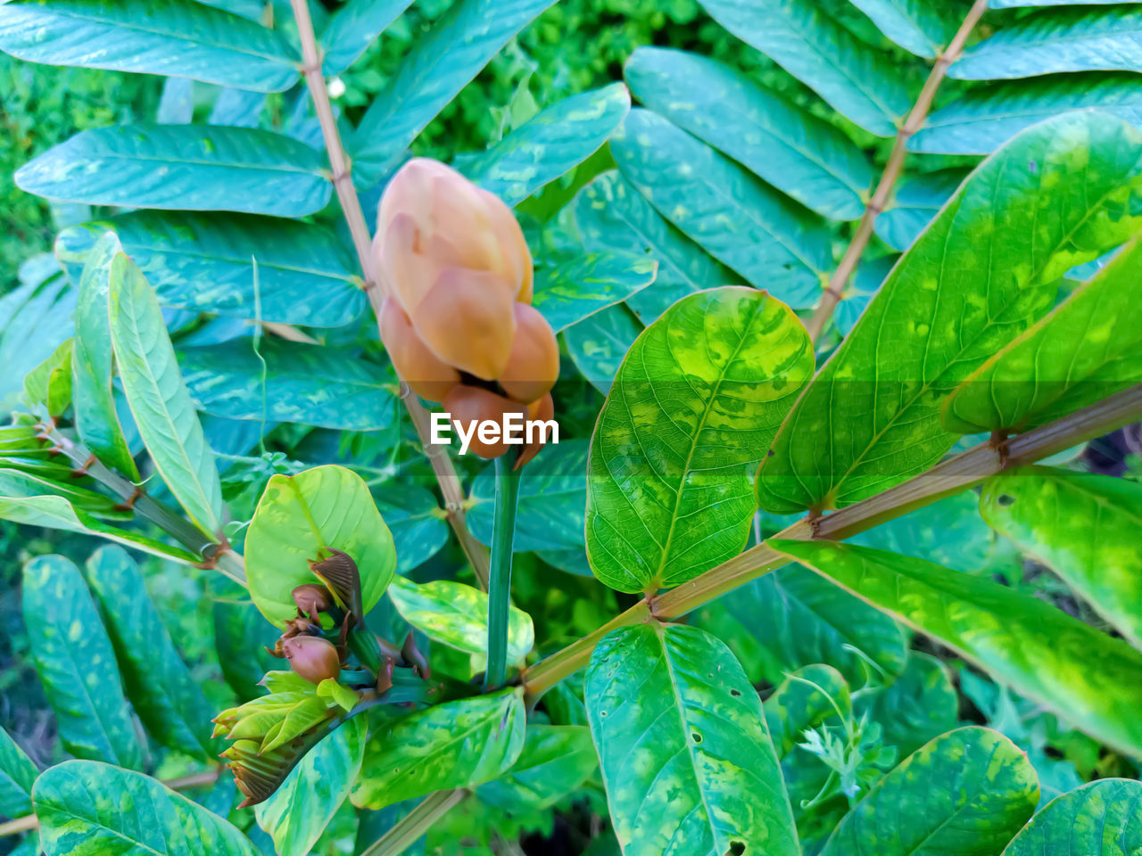 CLOSE-UP OF FRUITS ON PLANT